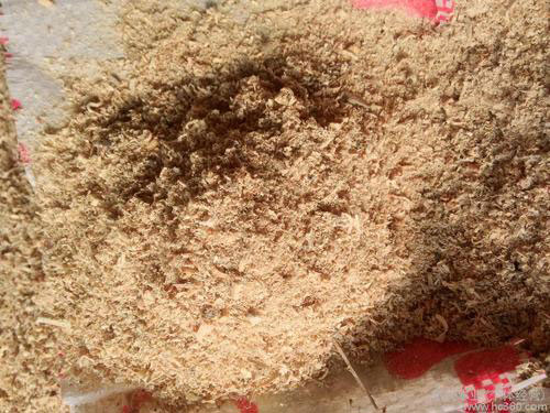 ��ľ�۵��x��